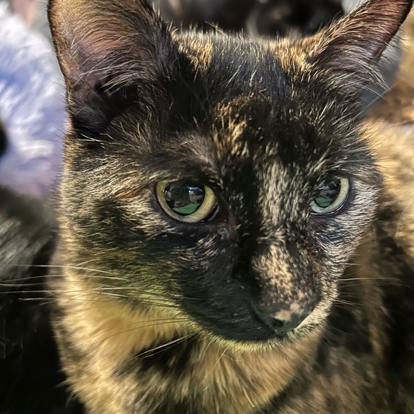 4pawsresale